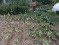 /album/agricultura-biologica-horta-estufa-e-canteiro-de-ervas-aromaticas/sam-9490-jpg/