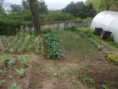 /album/agricultura-biologica-horta-estufa-e-canteiro-de-ervas-aromaticas/sam-9491-jpg/