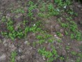 /album/agricultura-biologica-horta-estufa-e-canteiro-de-ervas-aromaticas/sam-9492-jpg/