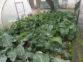 /album/agricultura-biologica-horta-estufa-e-canteiro-de-ervas-aromaticas/sam-9493-jpg/
