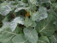 /album/agricultura-biologica-horta-estufa-e-canteiro-de-ervas-aromaticas/sam-9494-jpg/