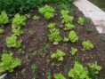 /album/agricultura-biologica-horta-estufa-e-canteiro-de-ervas-aromaticas/sam-9497-jpg/