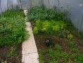 /album/agricultura-biologica-horta-estufa-e-canteiro-de-ervas-aromaticas/sam-9498-jpg/