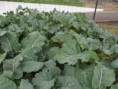 /album/agricultura-biologica-horta-estufa-e-canteiro-de-ervas-aromaticas/sam-9503-jpg/