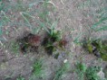 /album/agricultura-biologica-horta-estufa-e-canteiro-de-ervas-aromaticas/sam-9505-jpg/